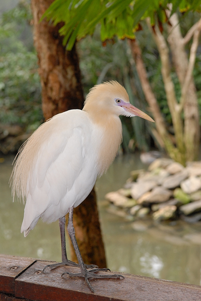 0766 Wildlife Habitat Port Douglas.jpg